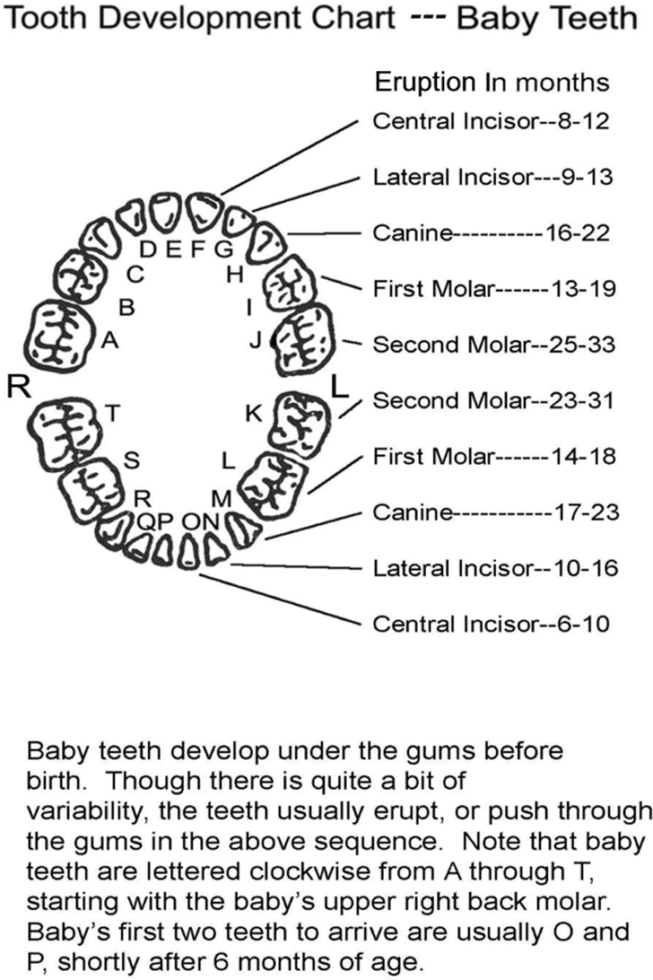 Baby Teeth Chart 3