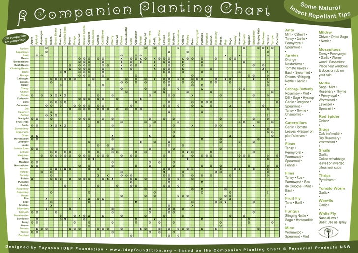 Companion Planting Chart 1