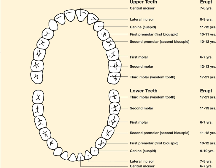 Permanent Tooth Eruption Chart
