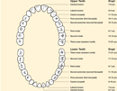 Teeth Chart