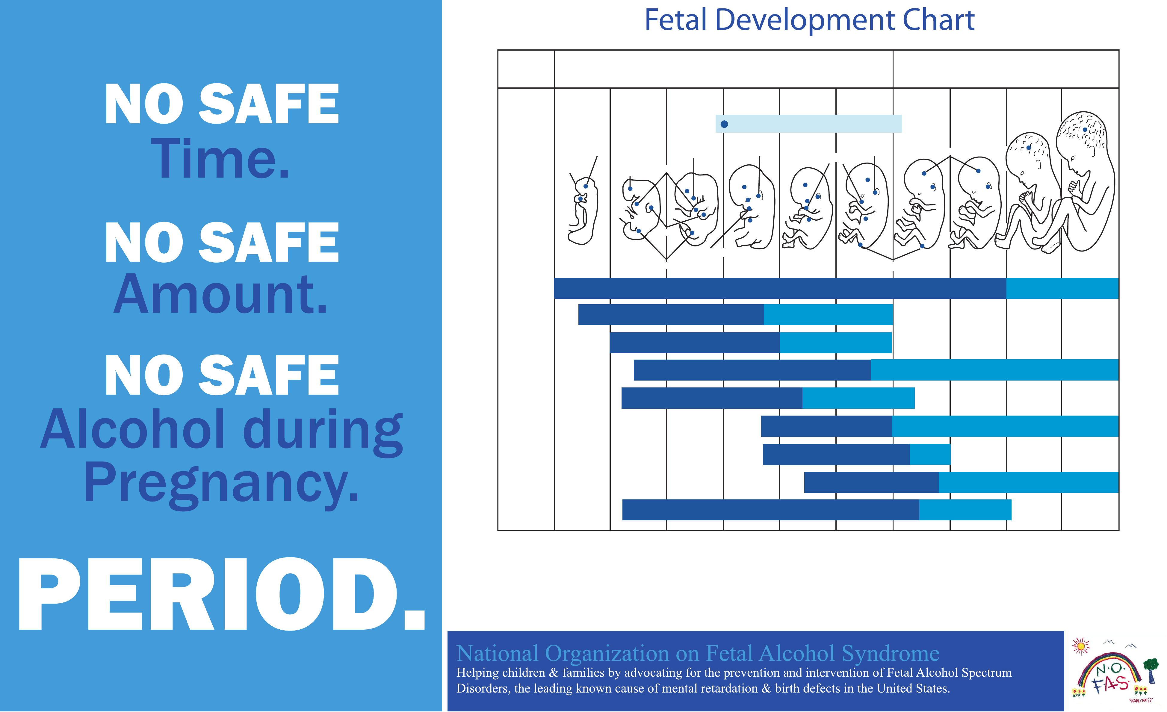 Fetal Development Chart