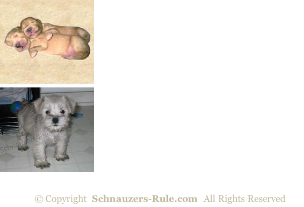 Miniature Schnauzer Puppy Growth Rate Chart