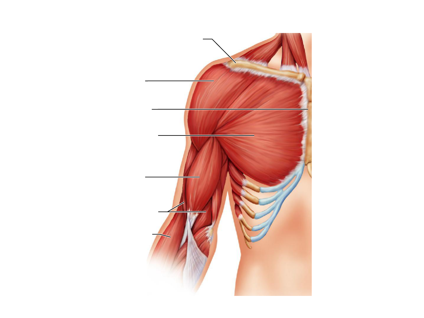 Muscle Chart 2
