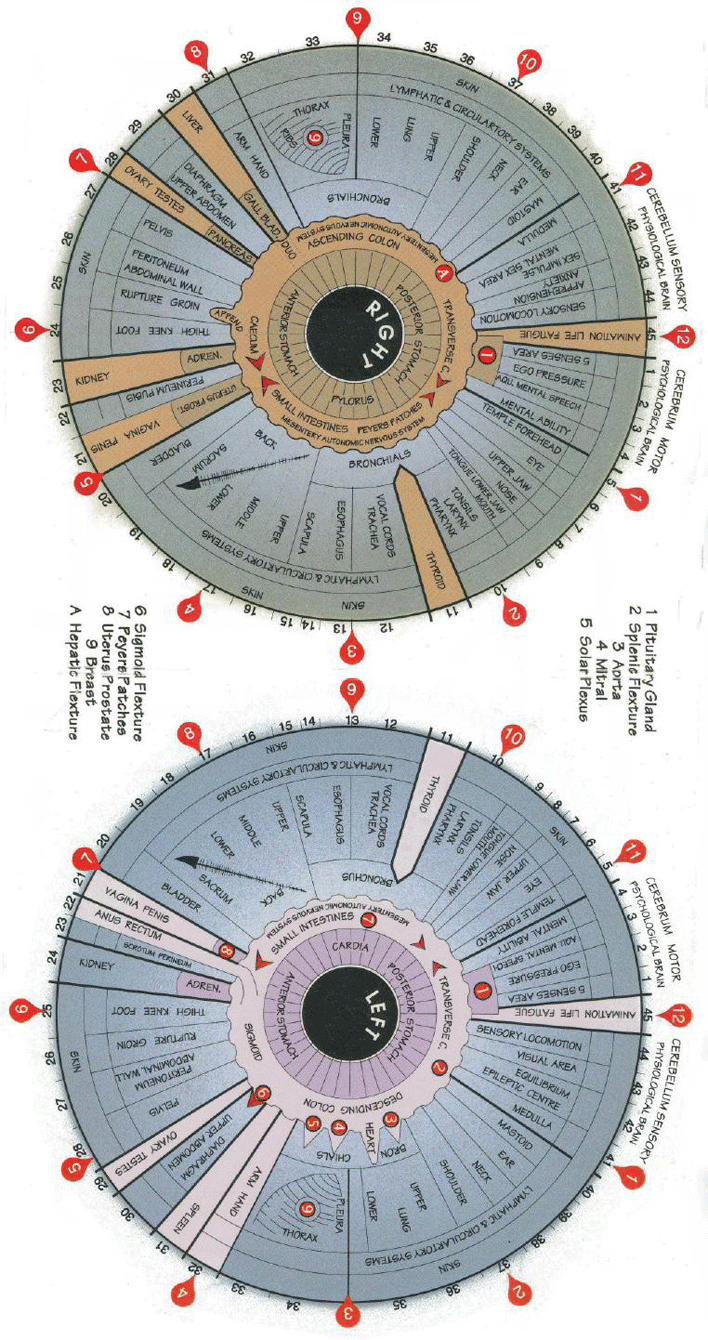 Iridology Chart 1 Page 2