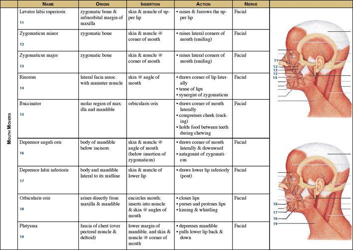 Muscle Chart 1 Page 2