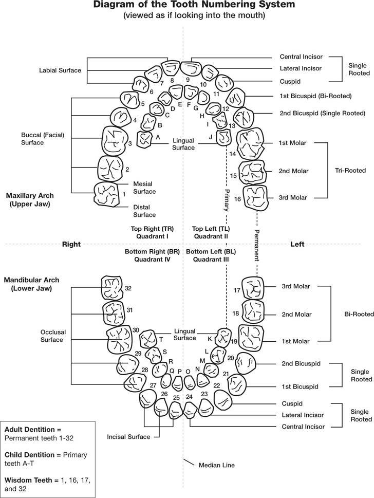 Teeth Numbers Chart